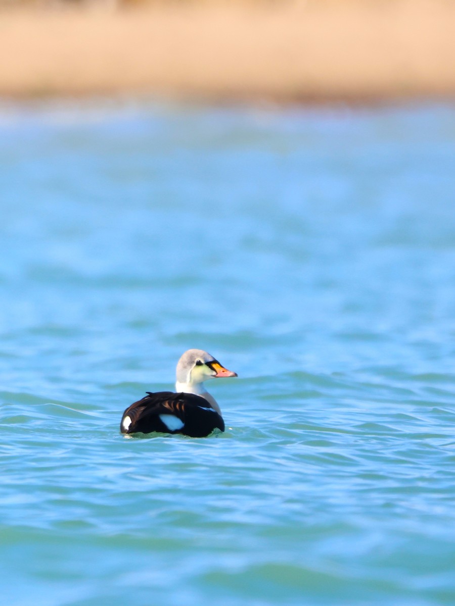 Éider Real - ML645529802