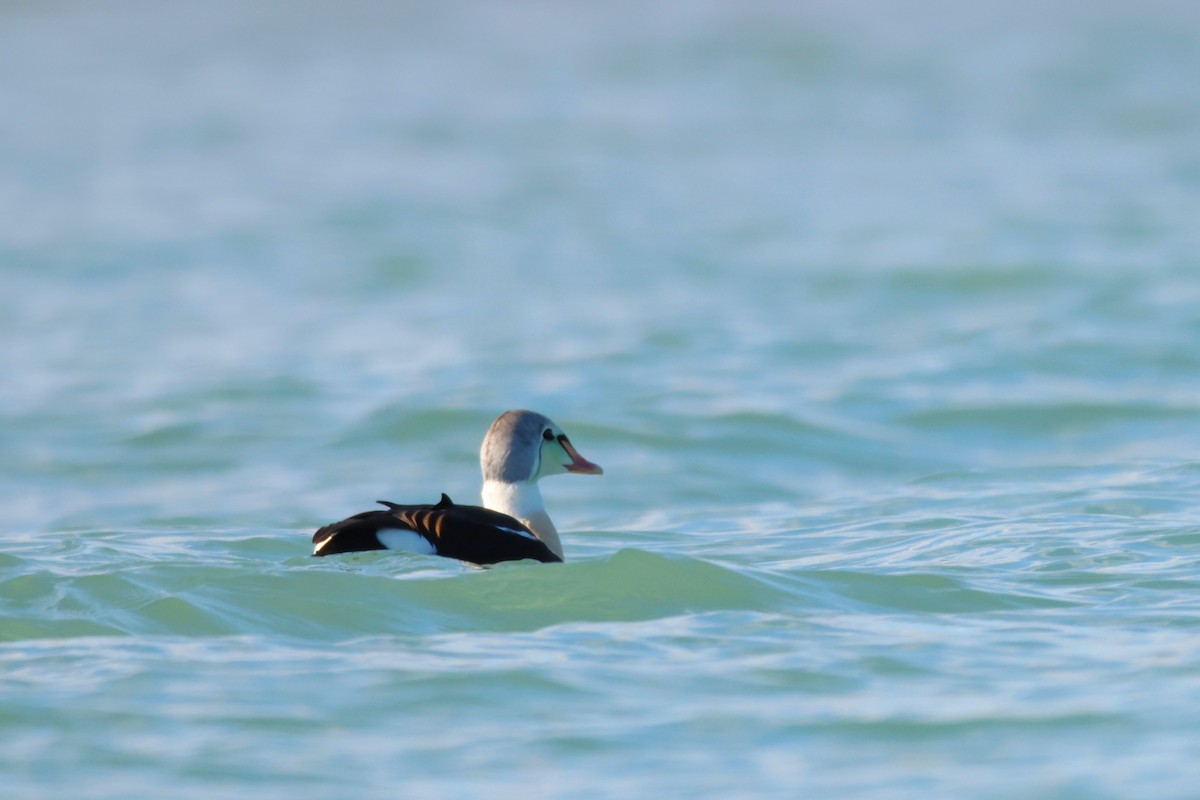 Éider Real - ML645529803