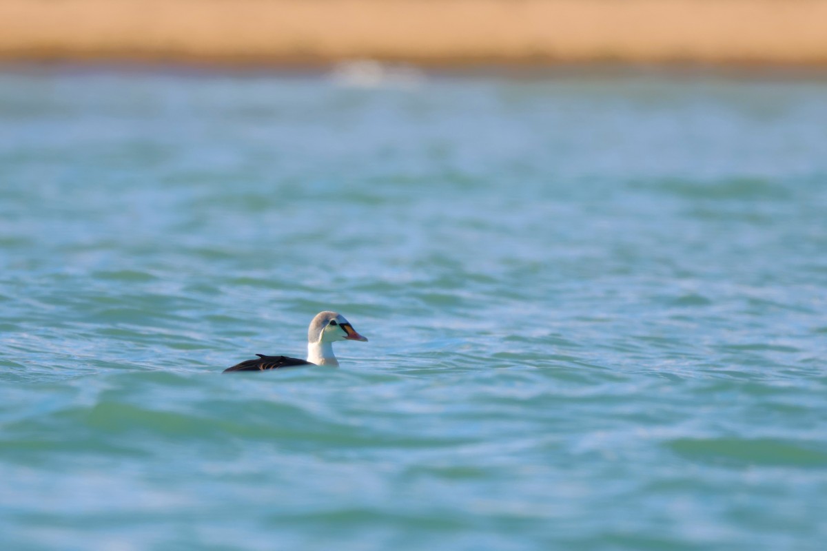 Éider Real - ML645529805