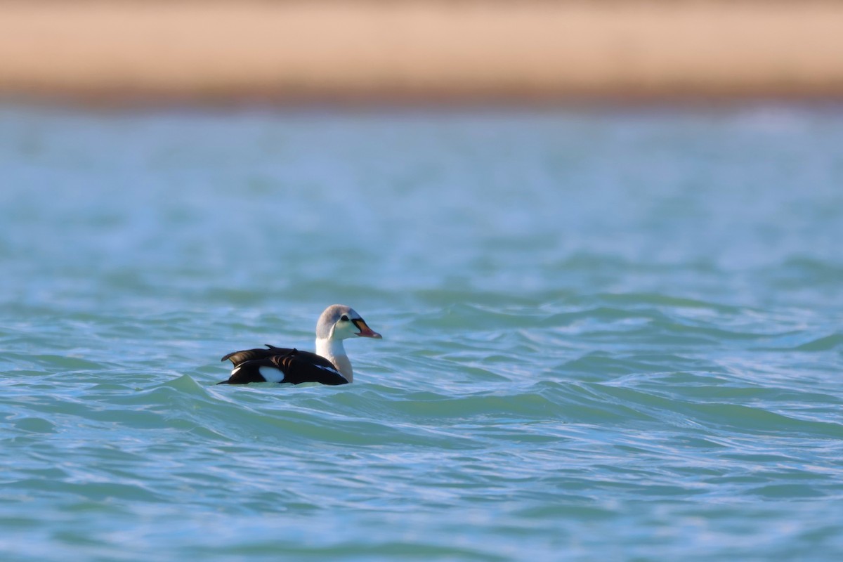 Éider Real - ML645529806