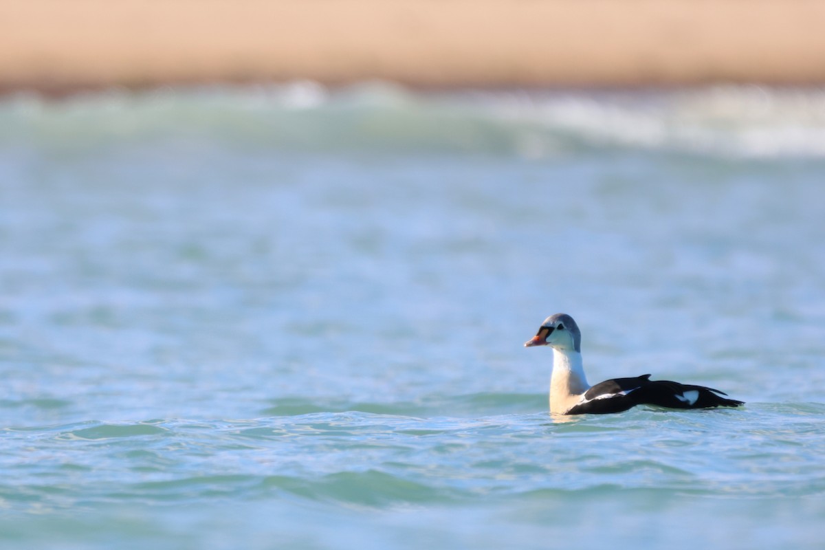 Éider Real - ML645529808