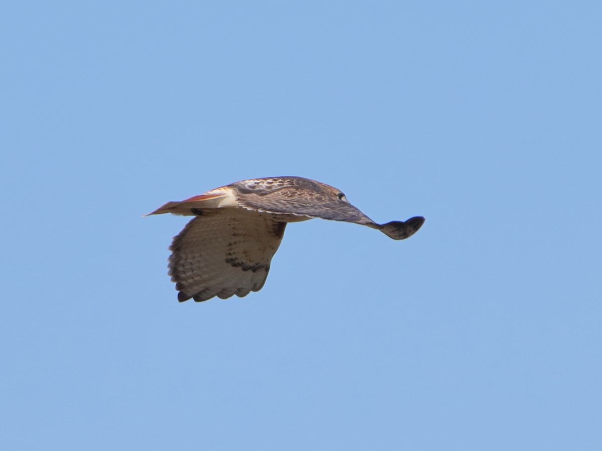 Red-tailed Hawk - ML645529823
