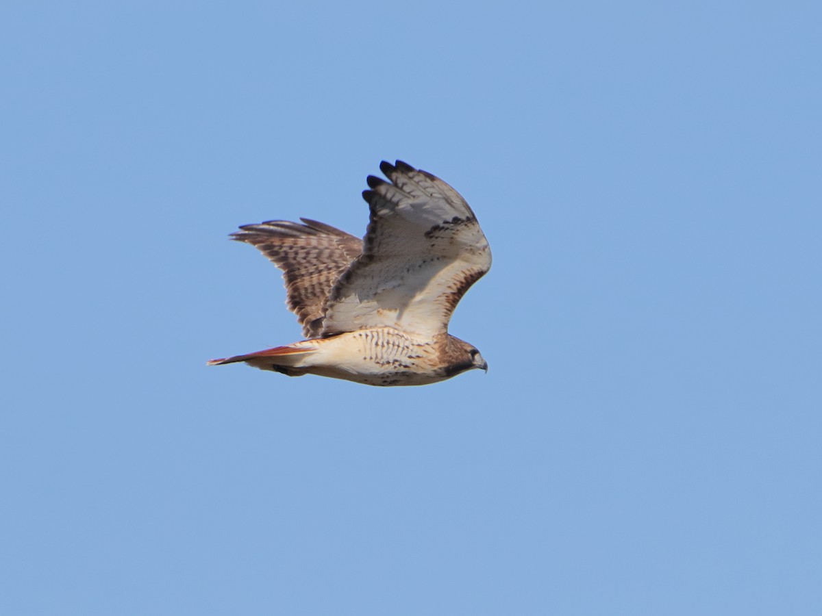 Red-tailed Hawk - ML645529824