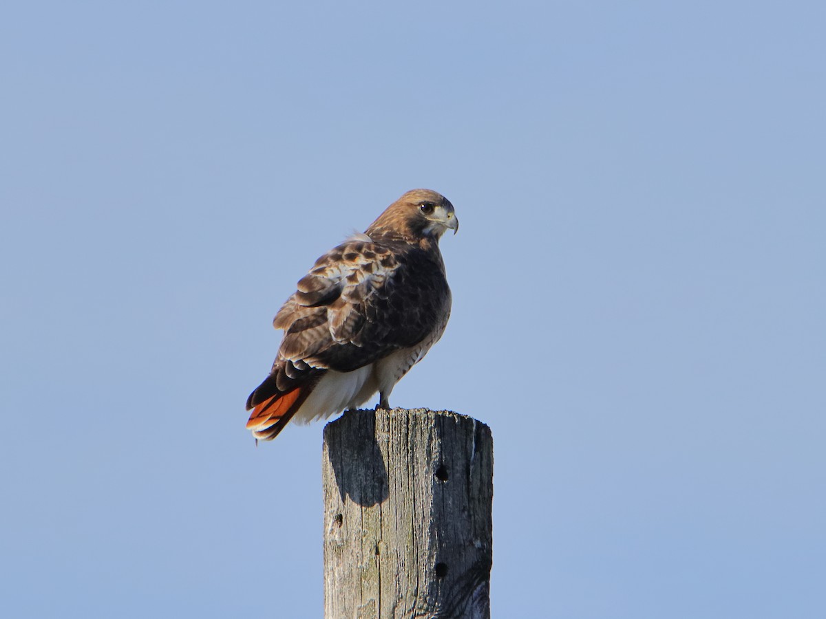 Red-tailed Hawk - ML645529825