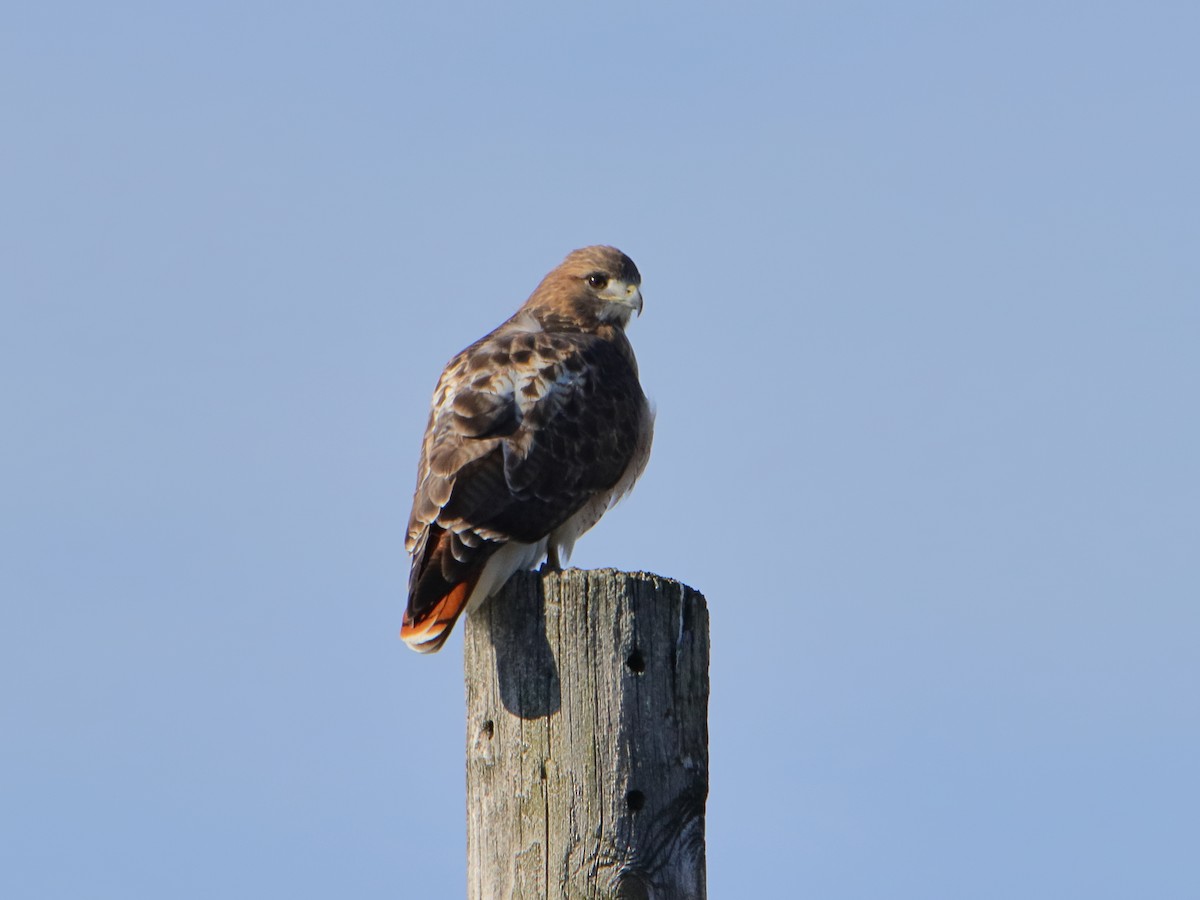 Red-tailed Hawk - ML645529826
