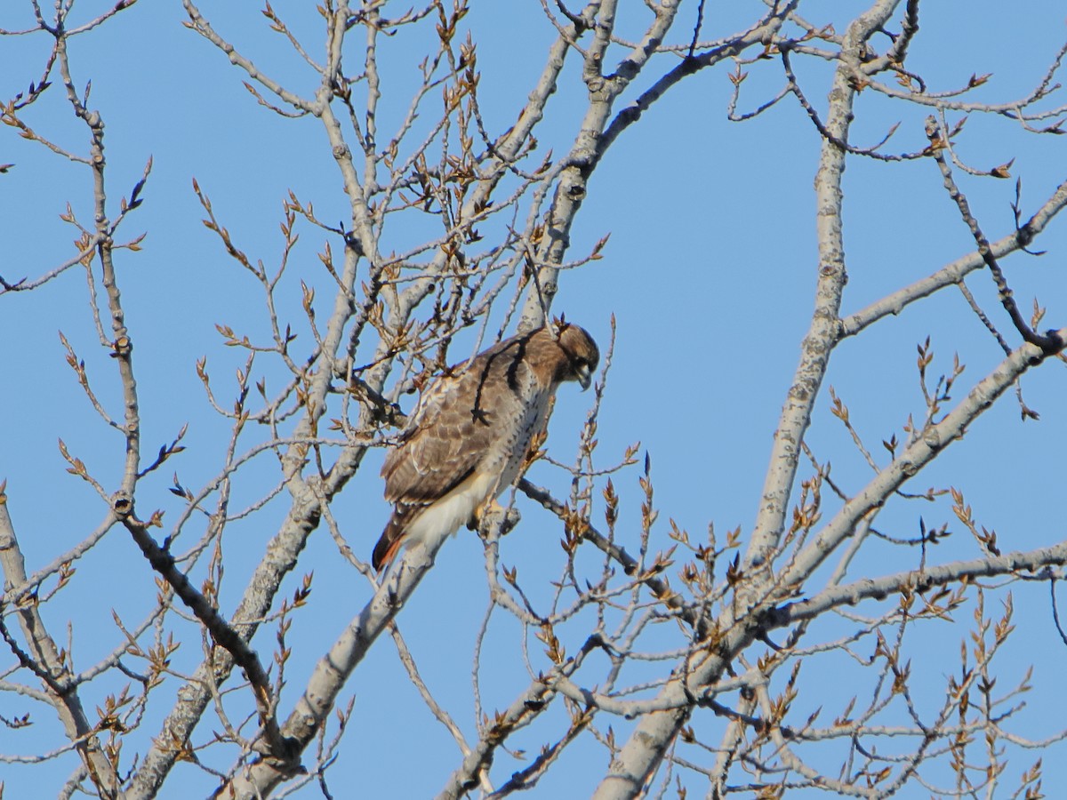 Red-tailed Hawk - ML645529827