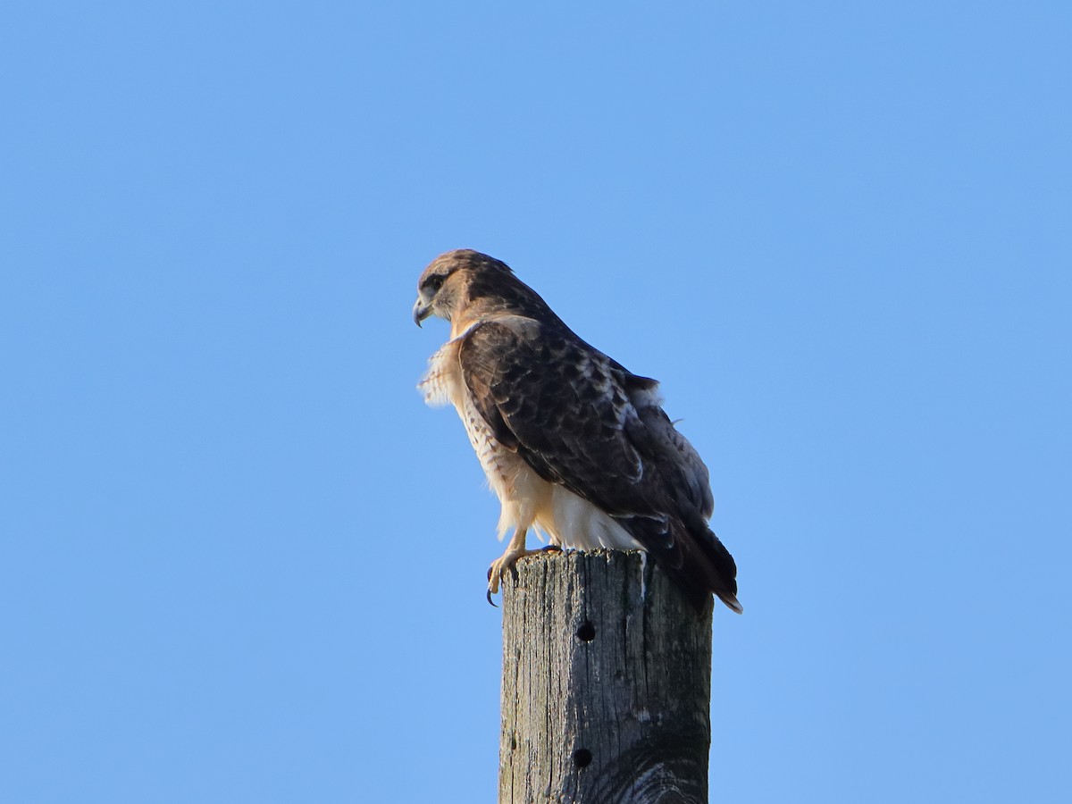 Red-tailed Hawk - ML645529828