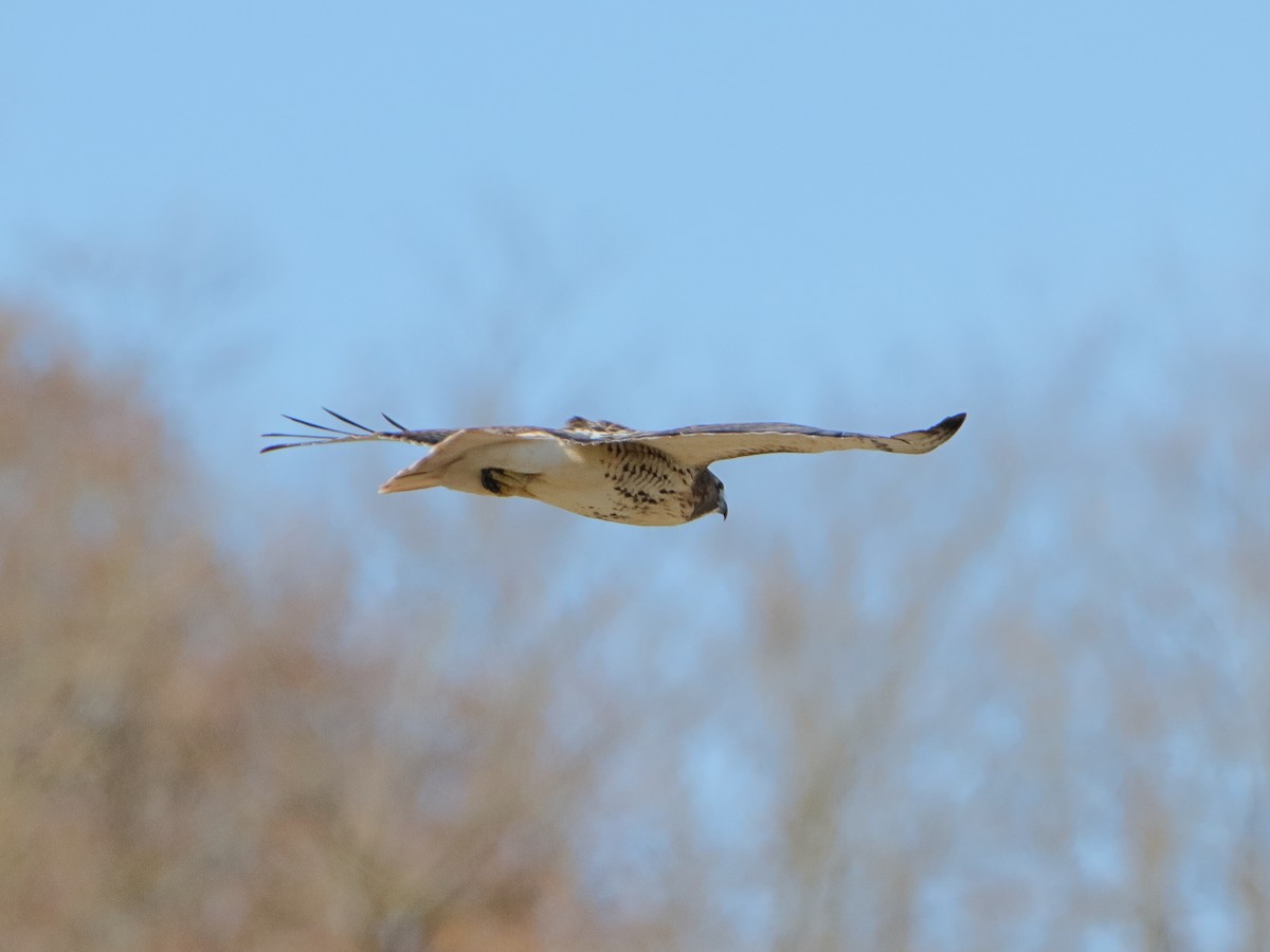Red-tailed Hawk - ML645529829