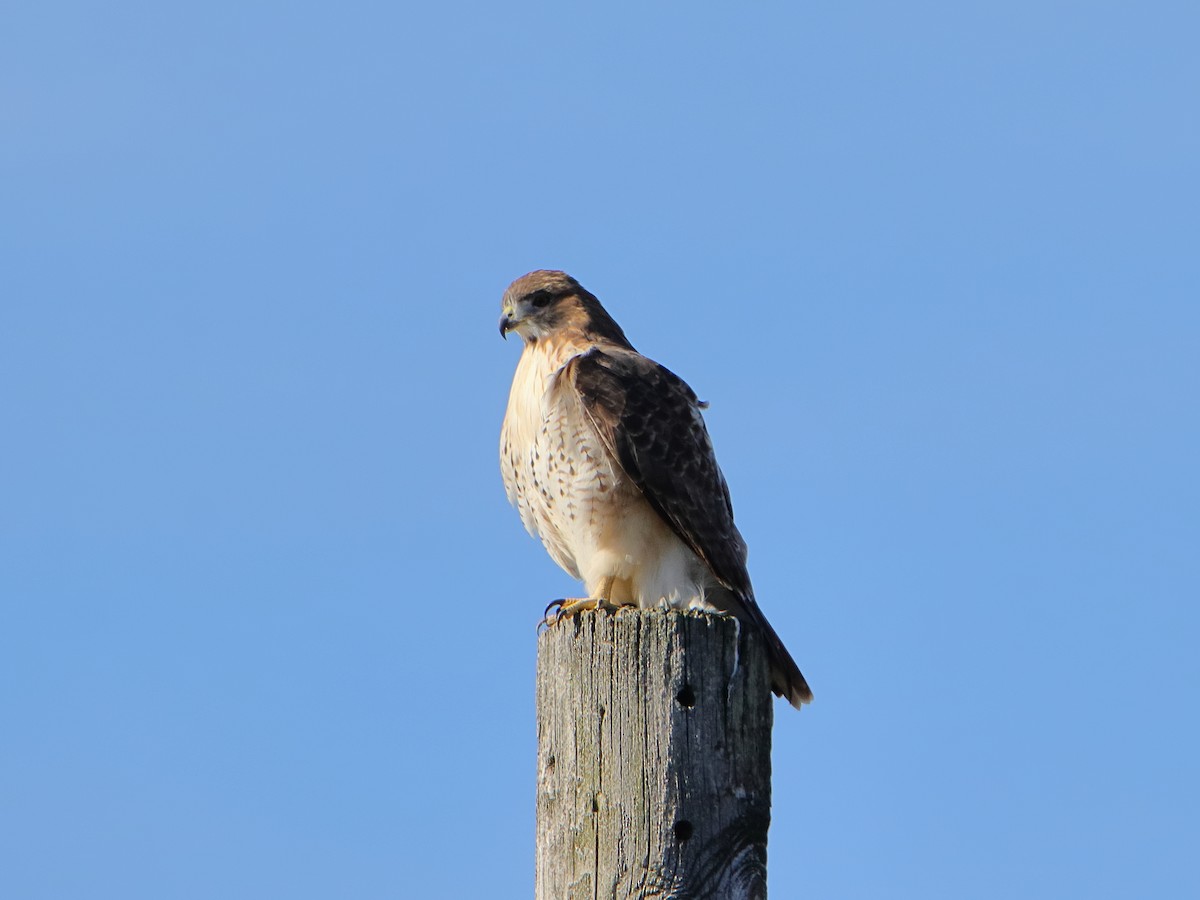 Red-tailed Hawk - ML645529830