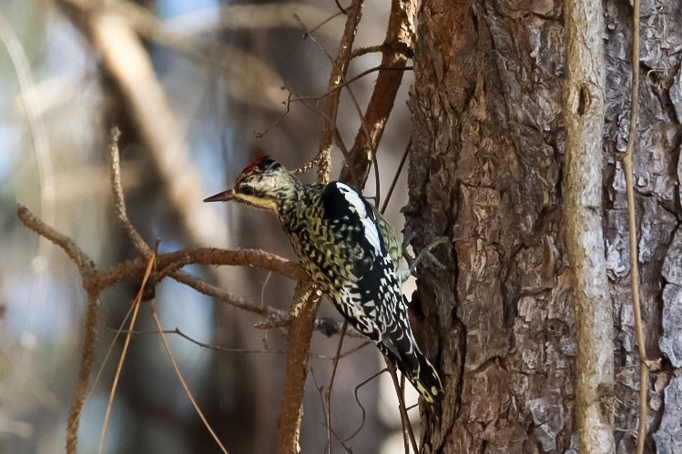 Yellow-bellied Sapsucker - ML645529833