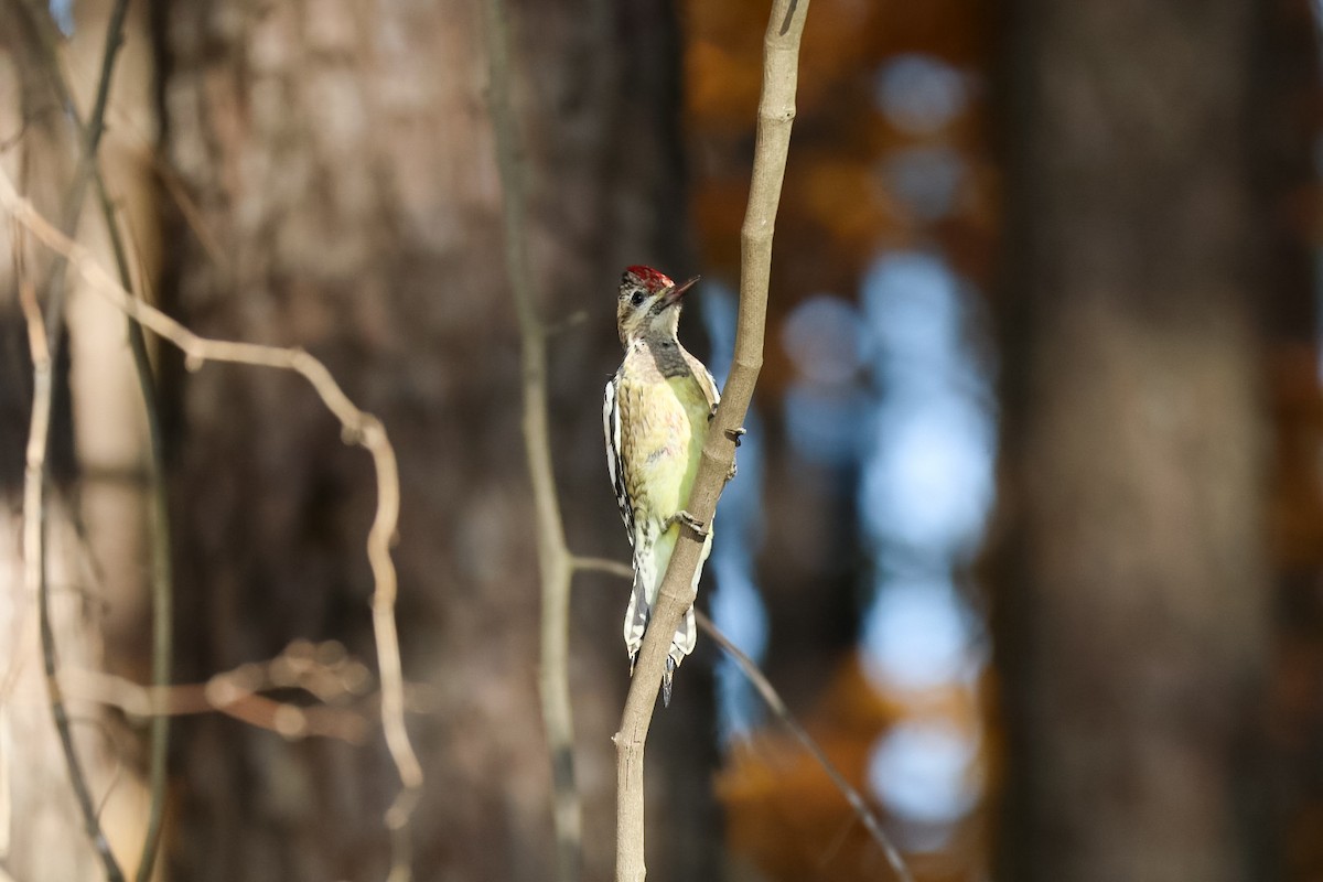 Yellow-bellied Sapsucker - ML645529834