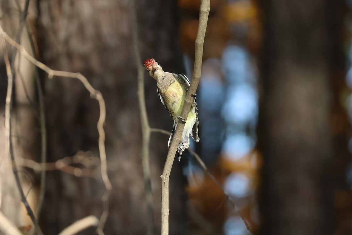 Yellow-bellied Sapsucker - ML645529835