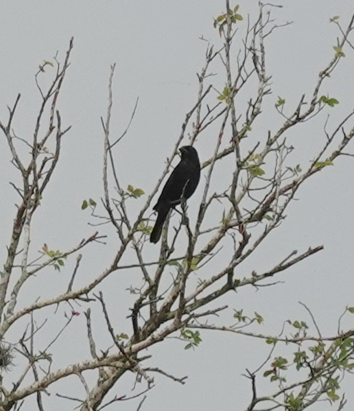 Bronzed Cowbird - ML645529836