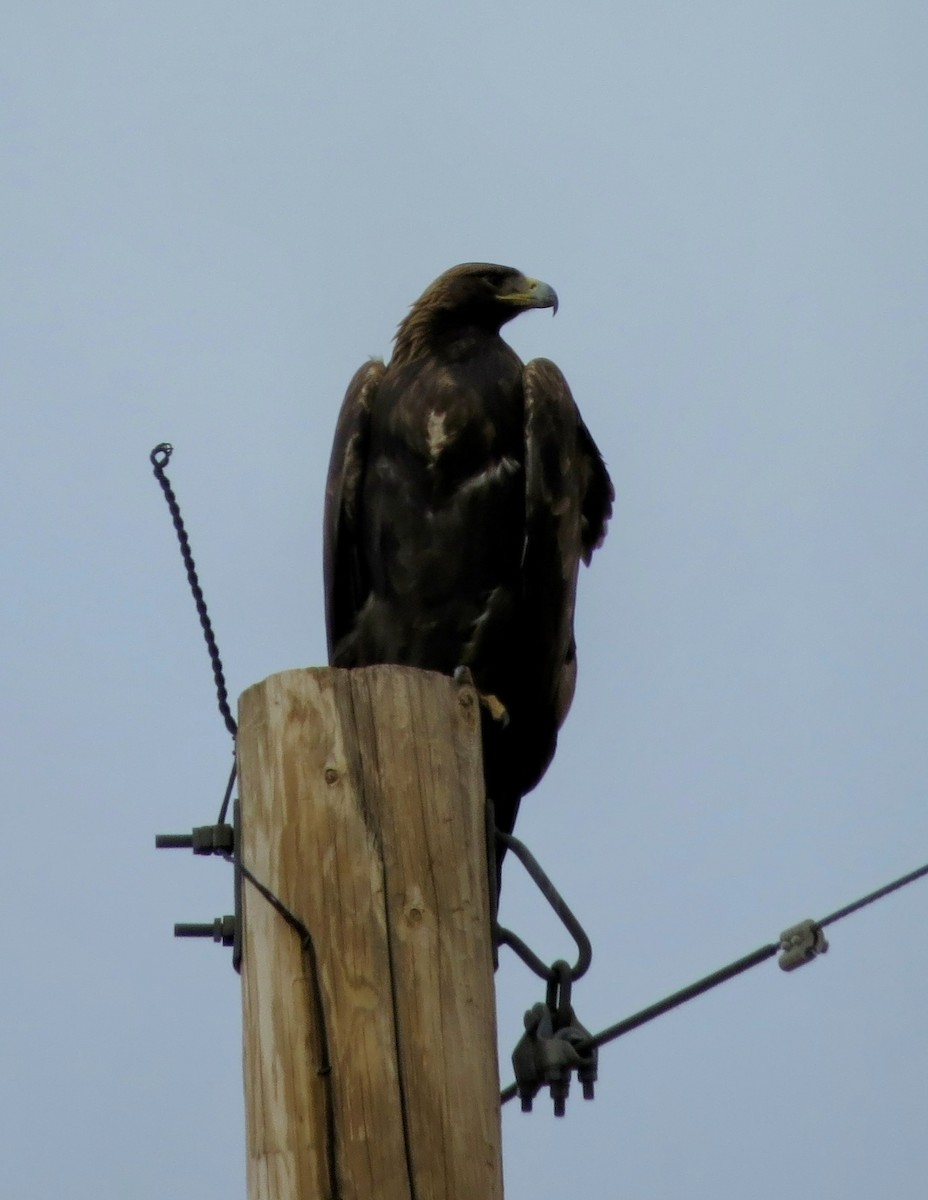 Golden Eagle - ML645529838