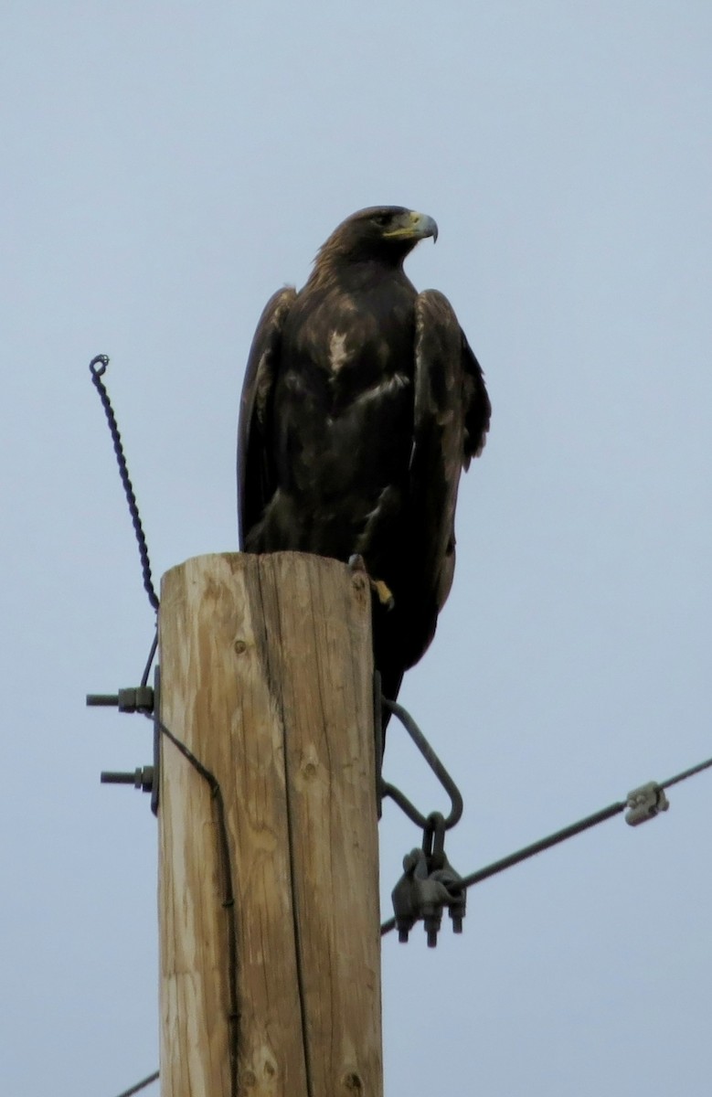 Golden Eagle - ML645529839