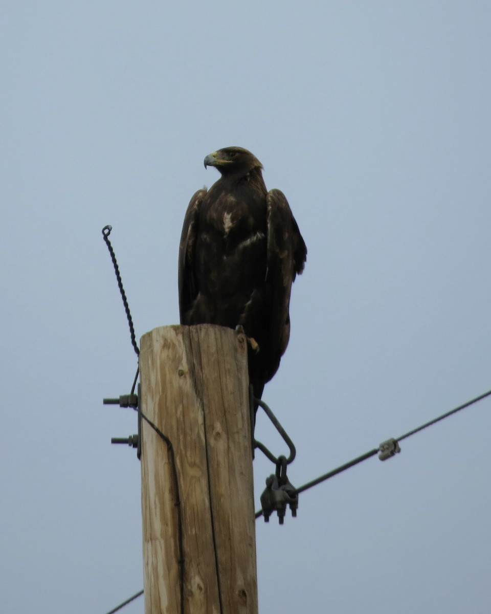 Golden Eagle - ML645529840