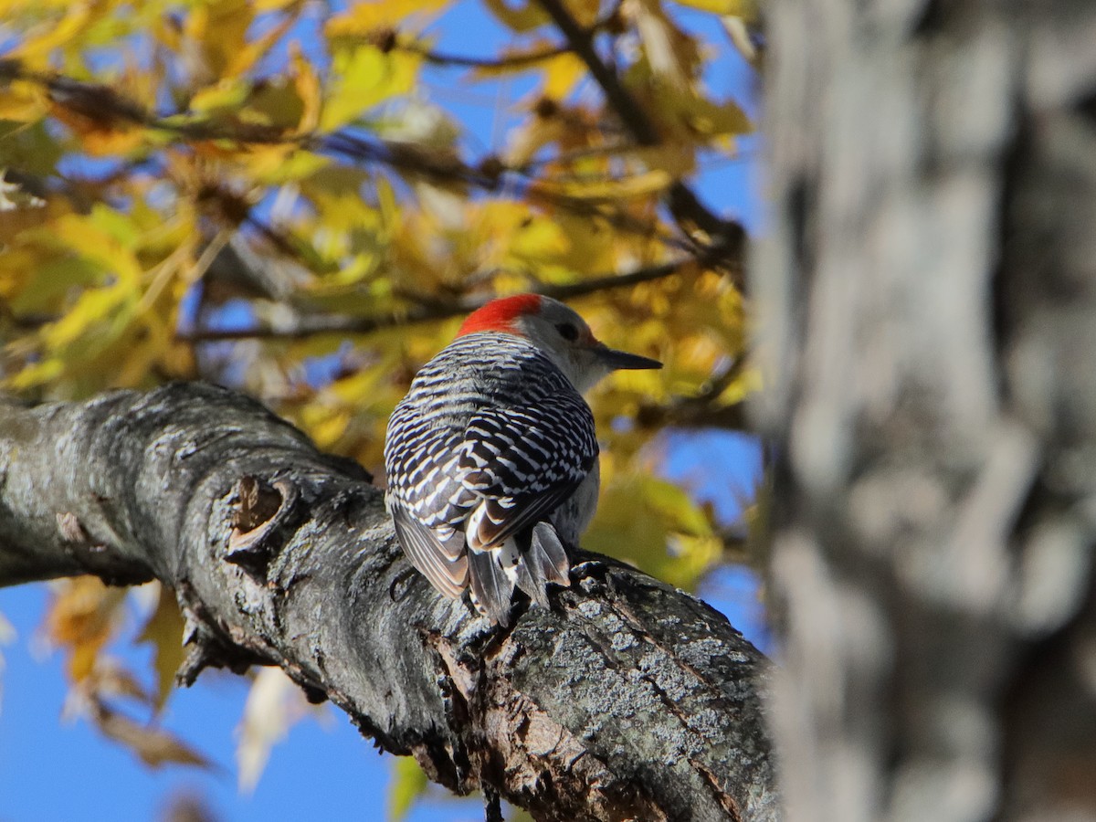 Red-bellied Woodpecker - ML645529843