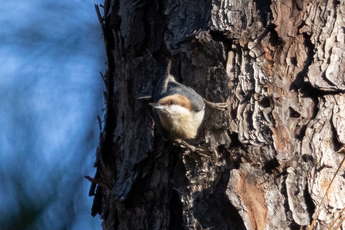 Sittelle à tête brune - ML645529845