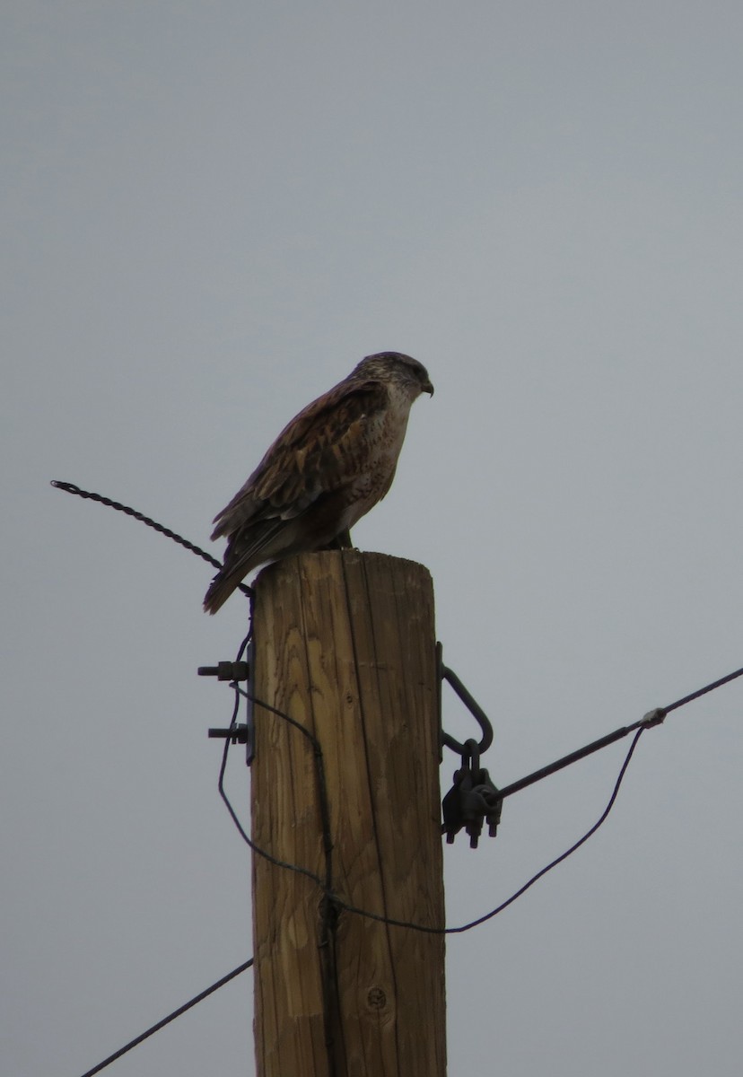 Ferruginous Hawk - ML645529846