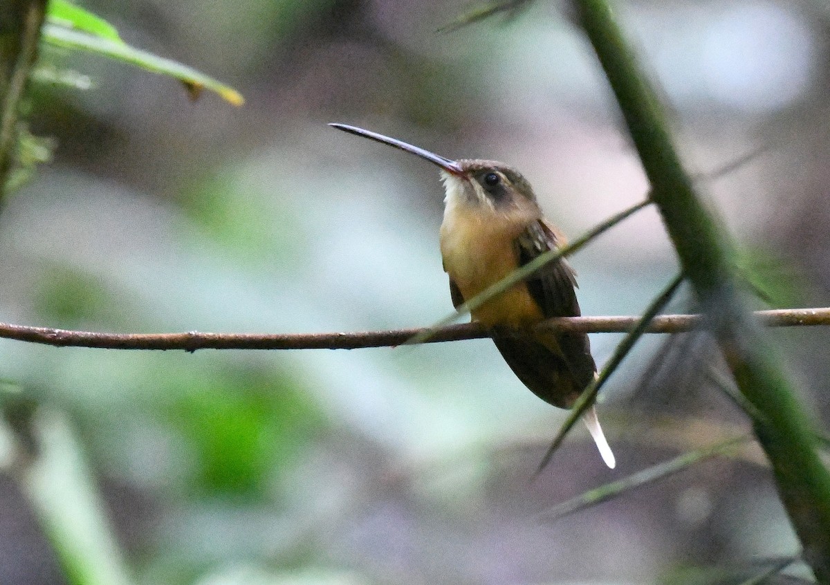 kolibřík olivohřbetý - ML645529848