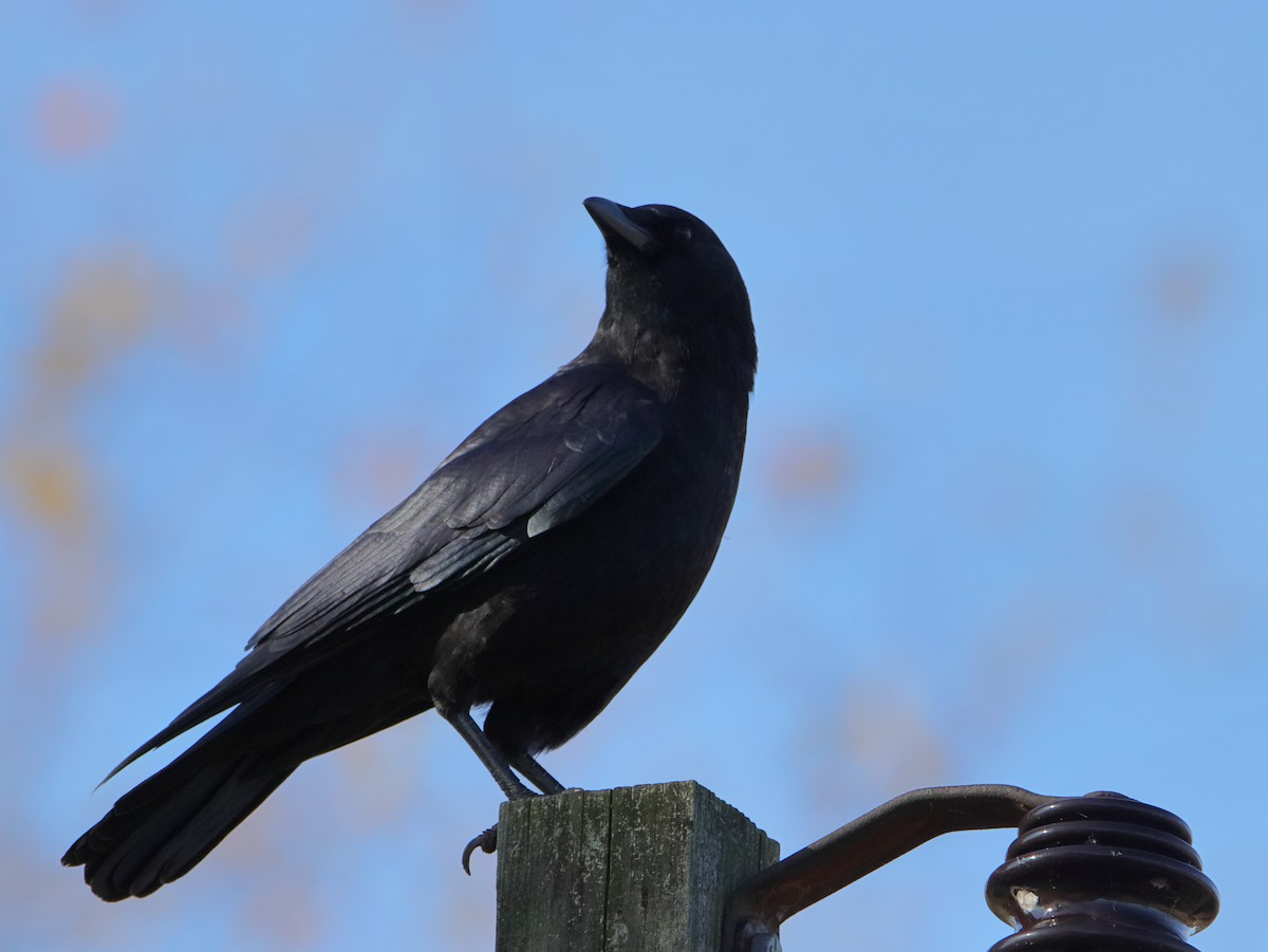 American Crow - ML645529850