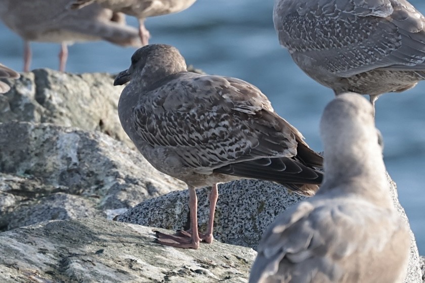 アメリカオオセグロカモメ - ML645529851