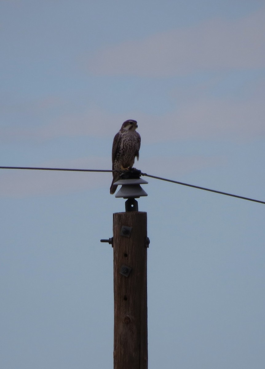 Prairie Falcon - ML645529854