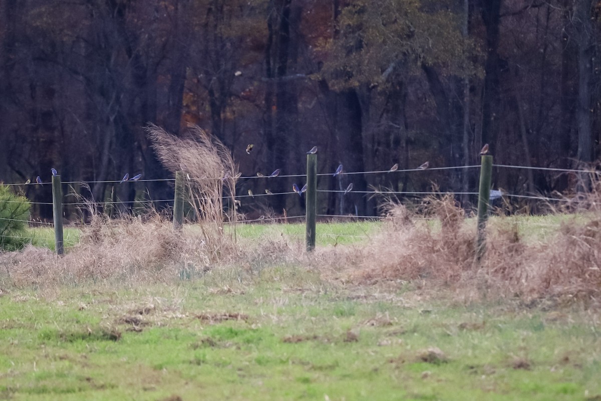 Eastern Bluebird - ML645529863