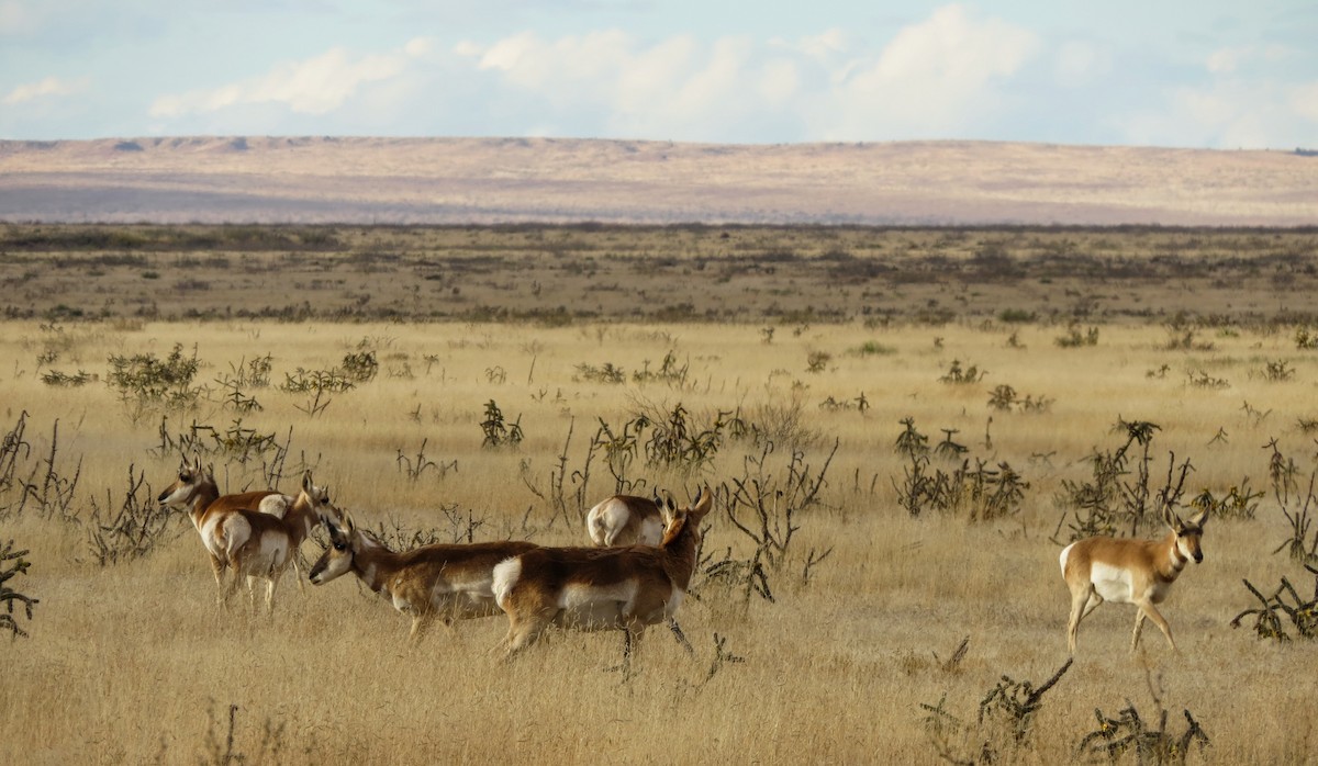 Animals - ML645529876