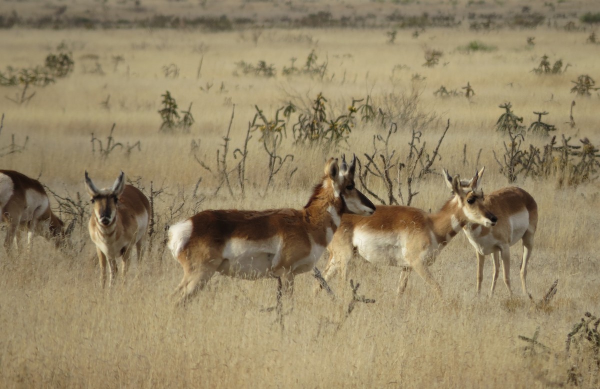 Animals - ML645529877