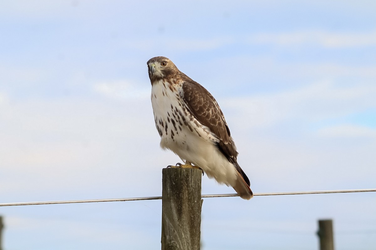 Red-tailed Hawk - ML645529881