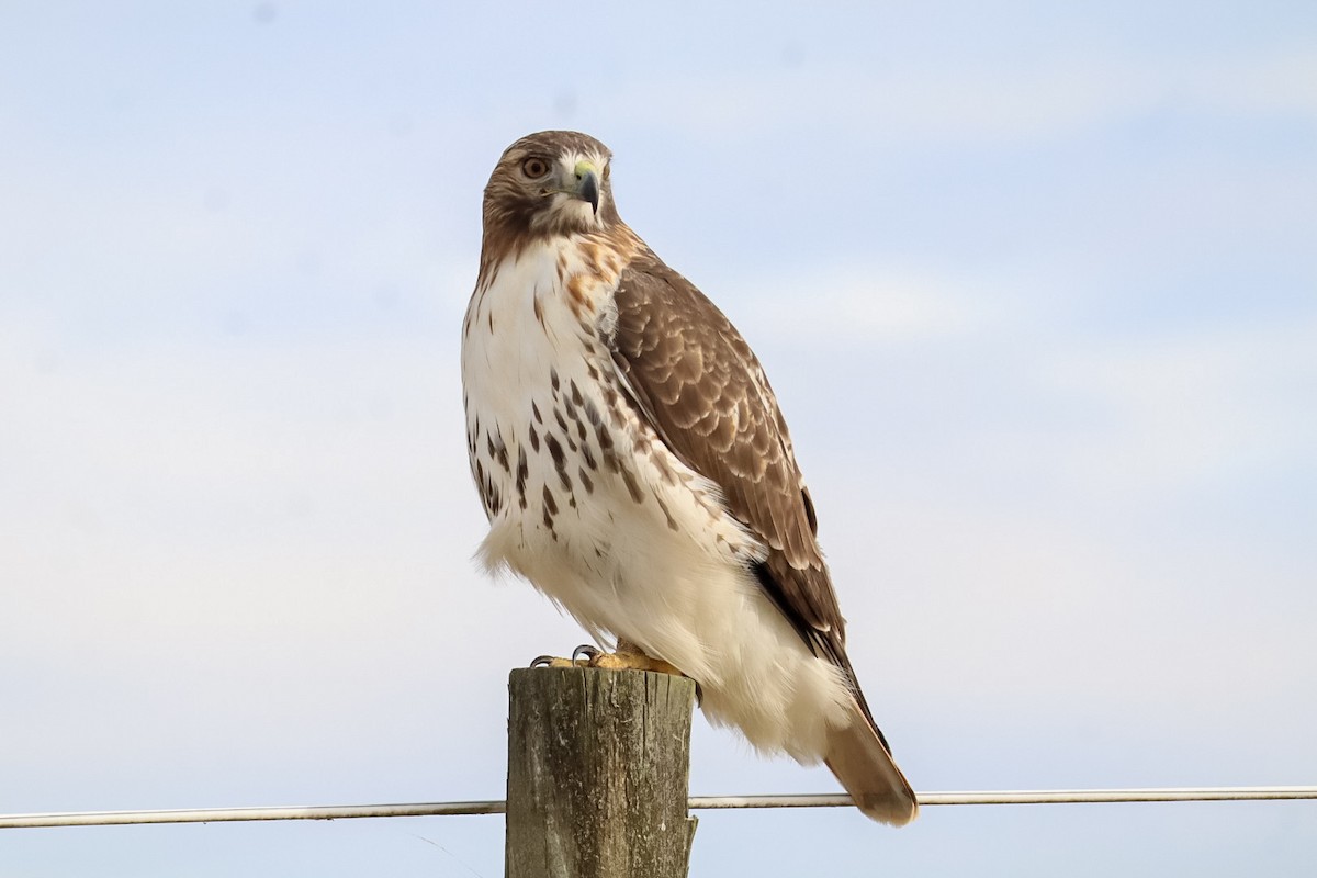 Red-tailed Hawk - ML645529882