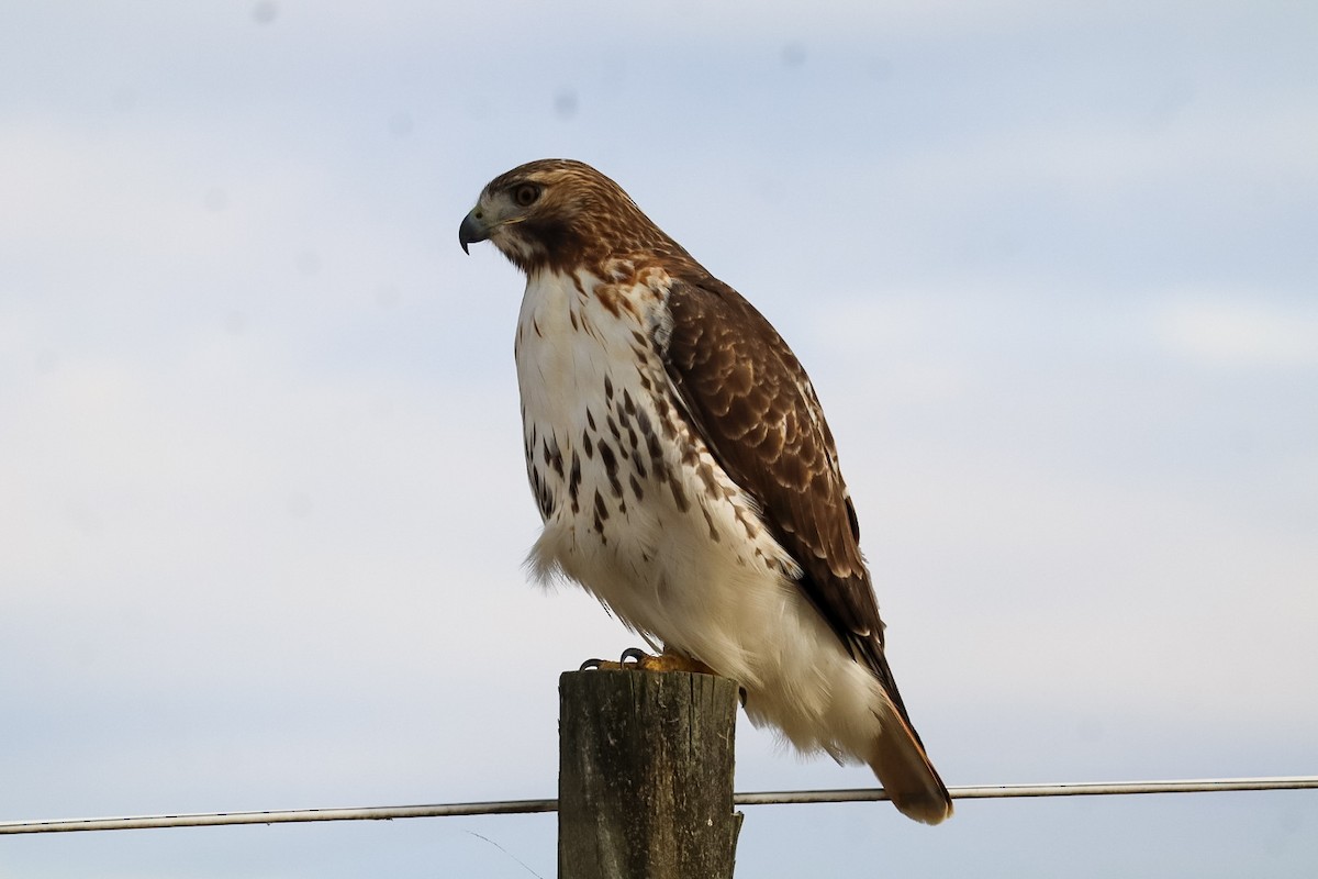 Red-tailed Hawk - ML645529883