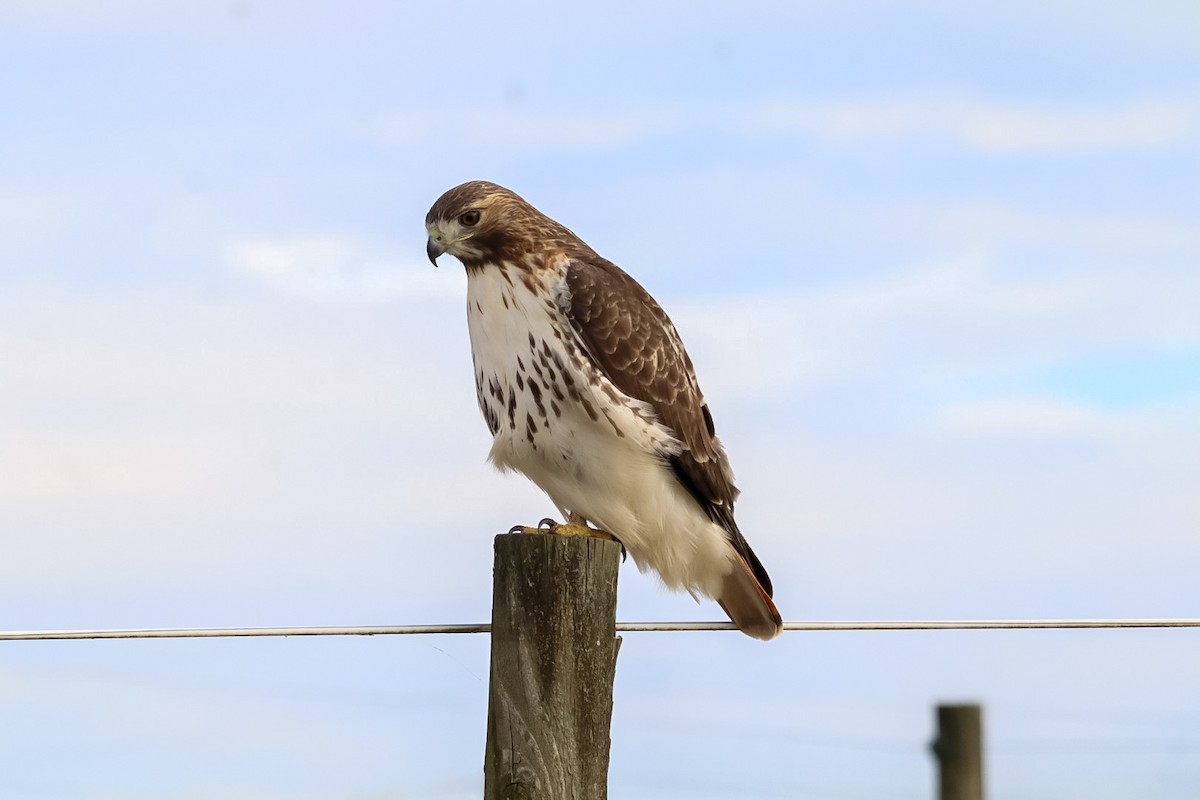 Red-tailed Hawk - ML645529884