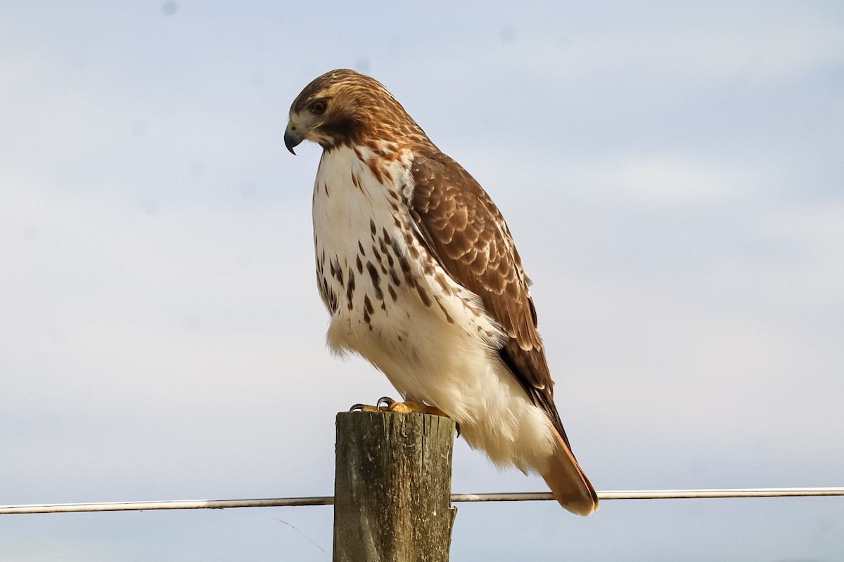 Red-tailed Hawk - ML645529885