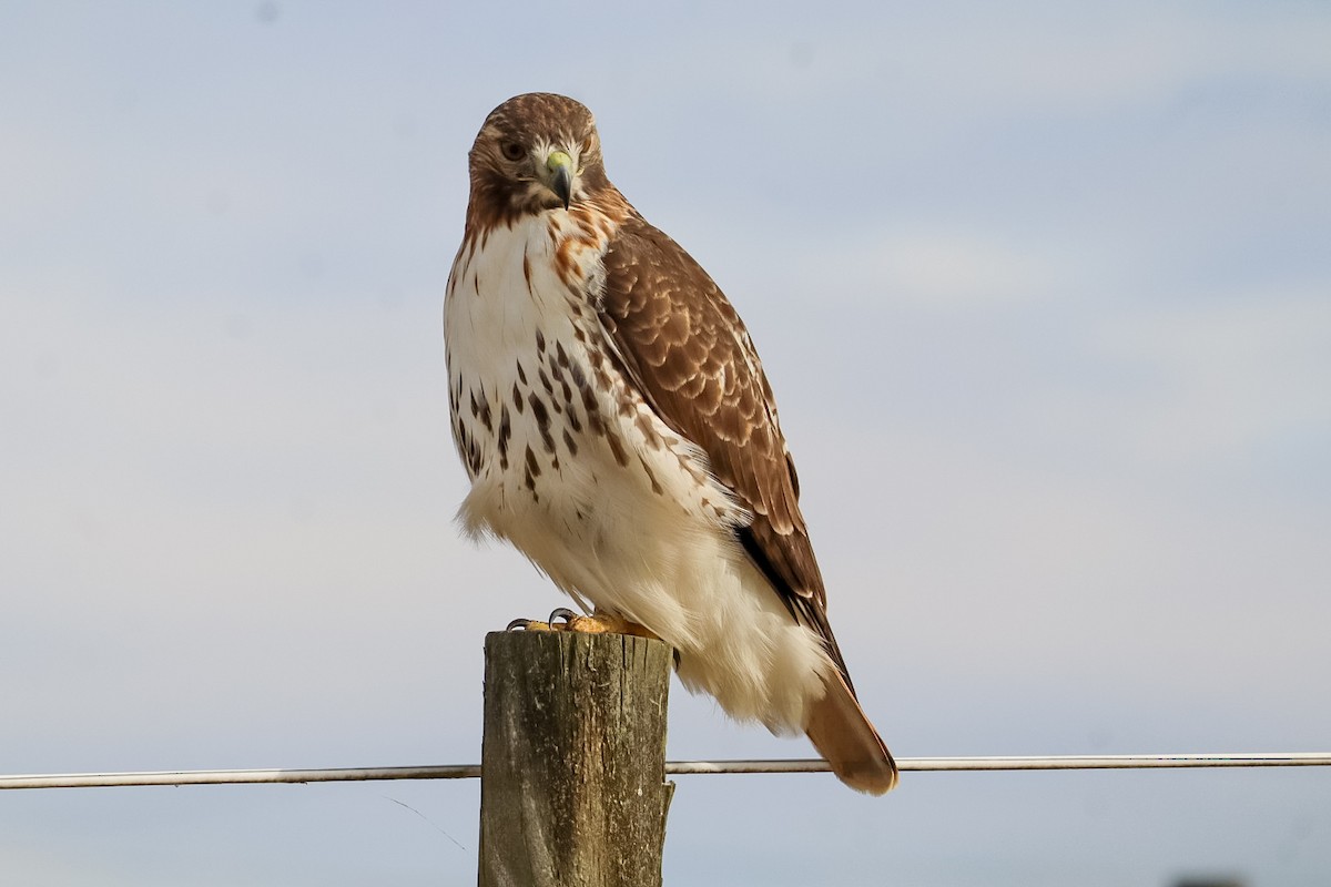 Red-tailed Hawk - ML645529886
