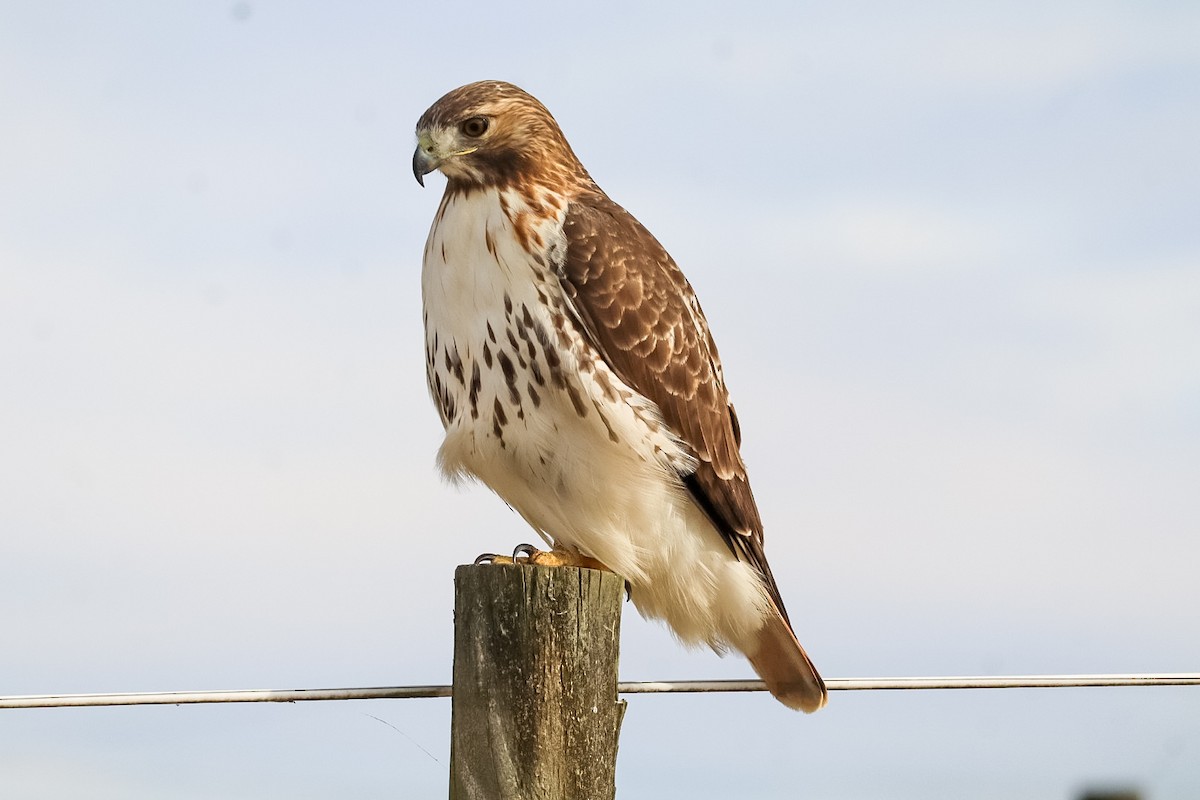 Red-tailed Hawk - ML645529887