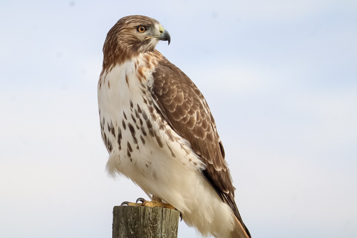 Red-tailed Hawk - ML645529888