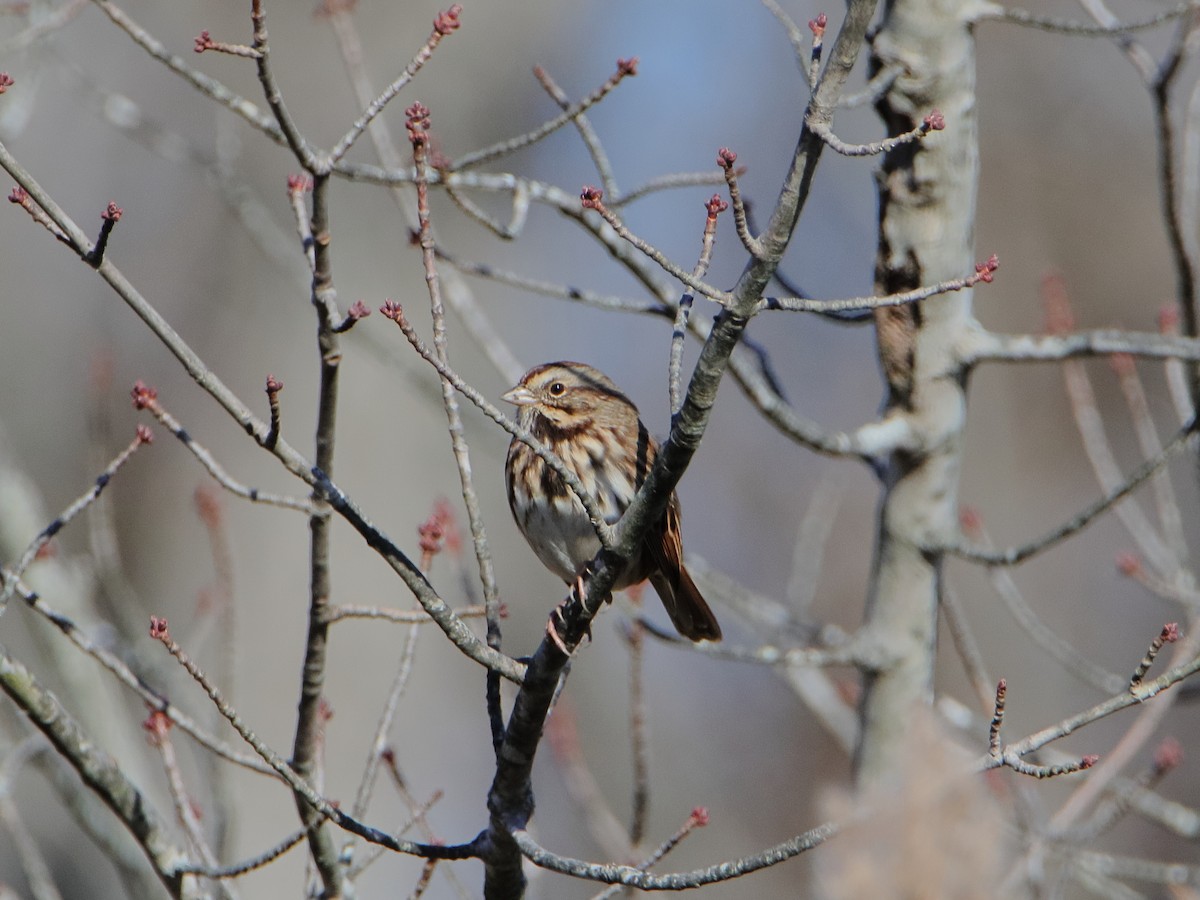 Song Sparrow - ML645529889