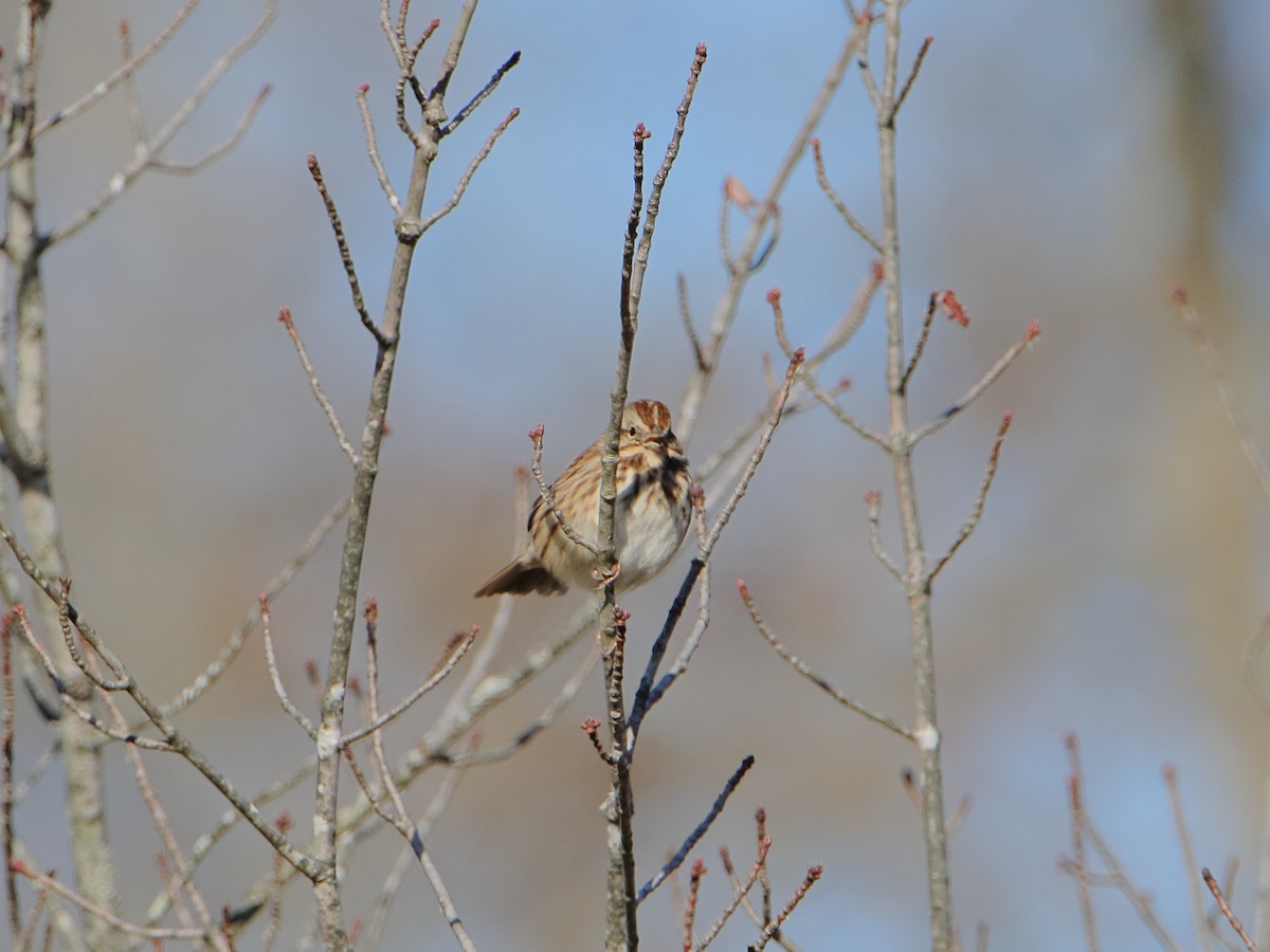 Song Sparrow - ML645529890