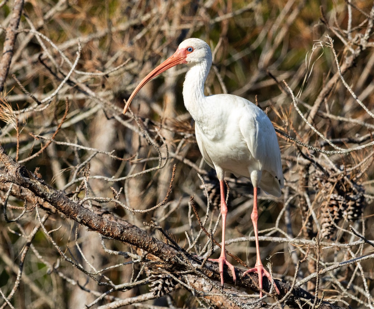 White Ibis - ML645529894