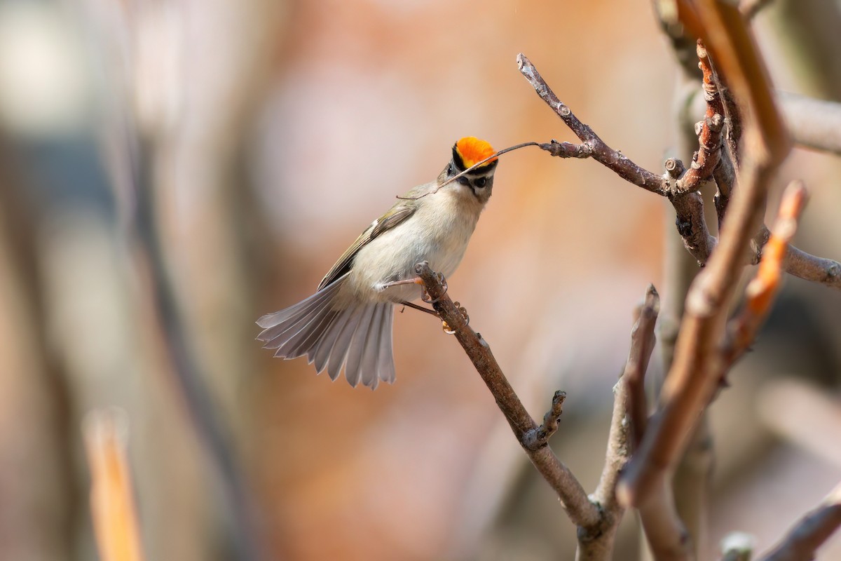 Golden-crowned Kinglet - ML645529899
