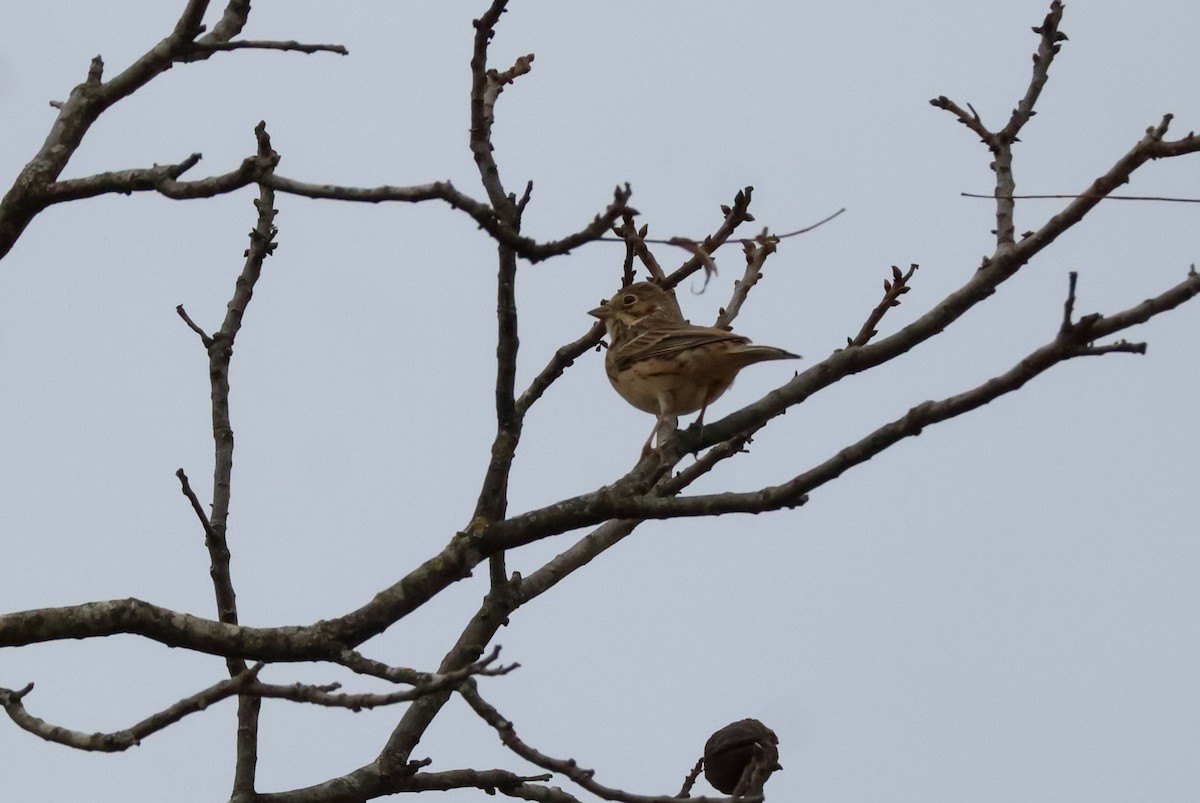 Vesper Sparrow - ML645529909
