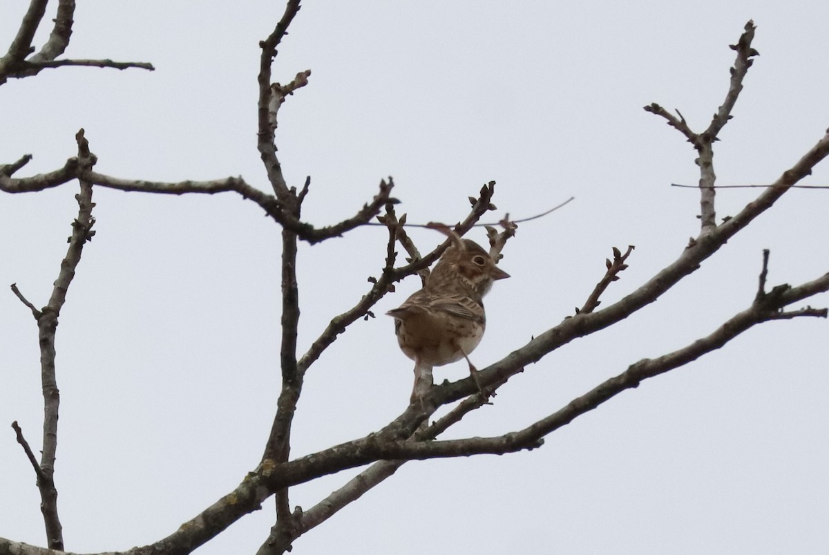 Vesper Sparrow - ML645529910