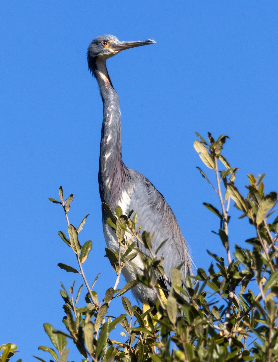 Tricolored Heron - ML645529911