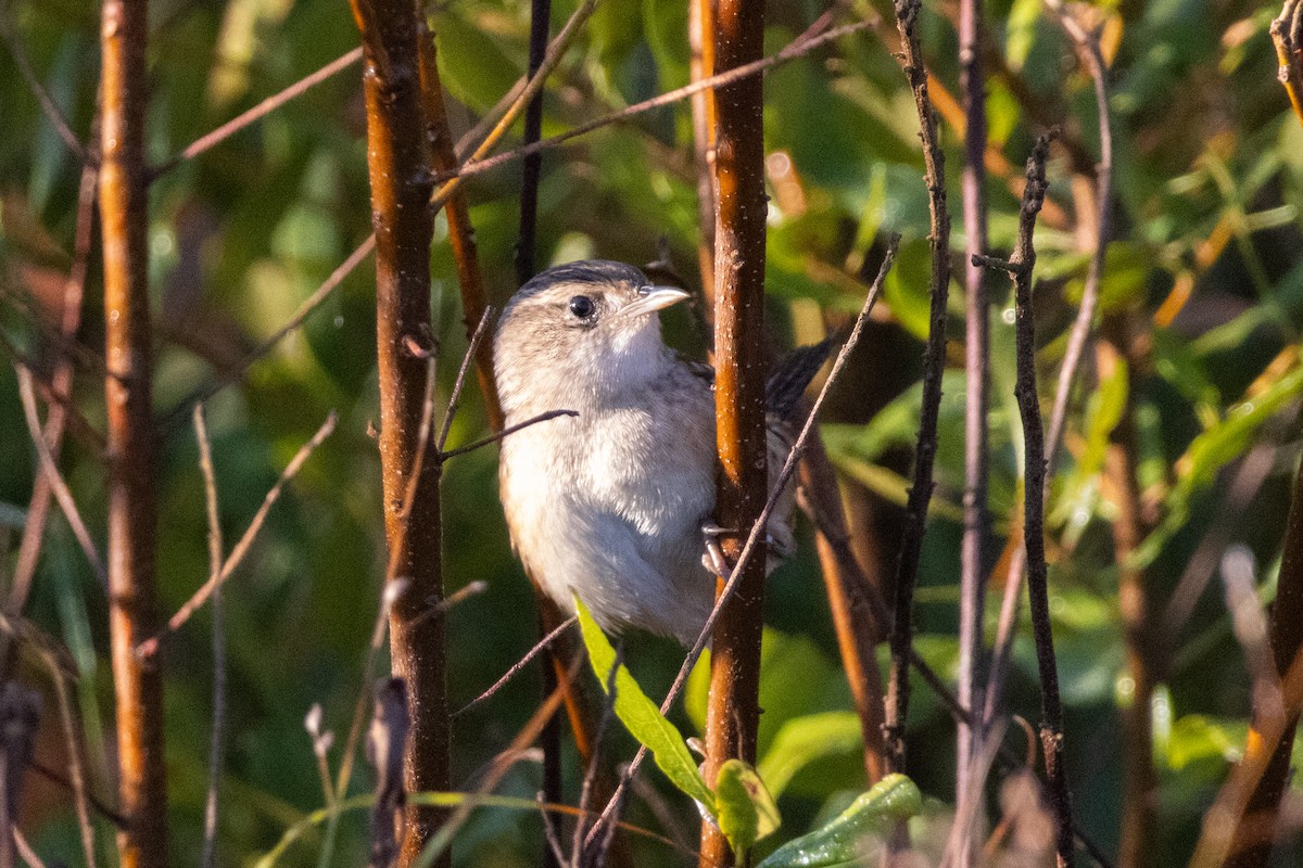 Cucarachero Culibarrado - ML645529924