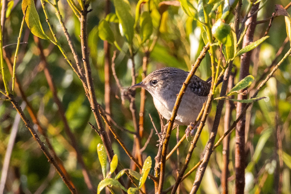 Cucarachero Culibarrado - ML645529925