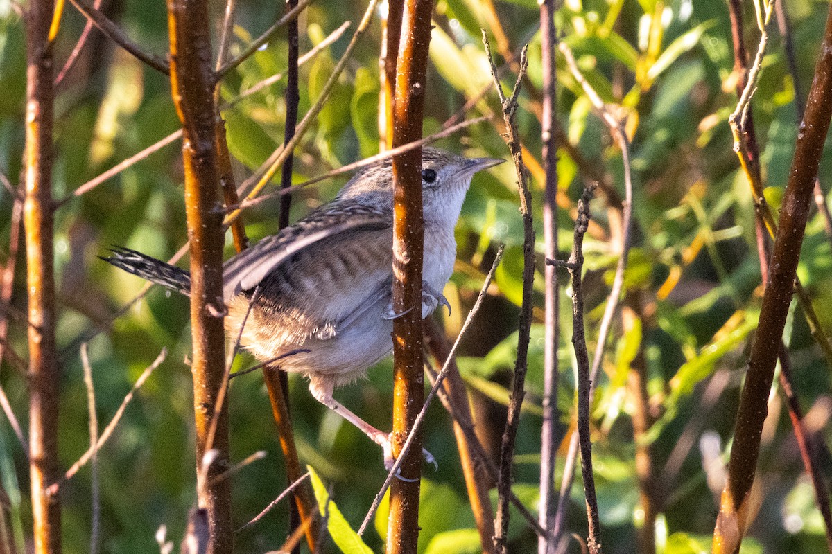 Cucarachero Culibarrado - ML645529926