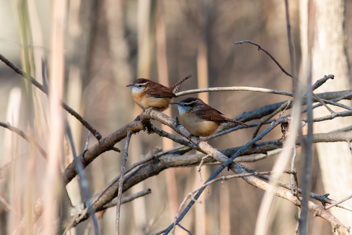 Carolina Wren - ML645529928