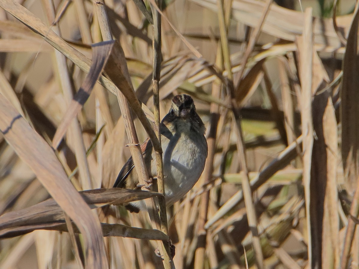 Swamp Sparrow - ML645529929